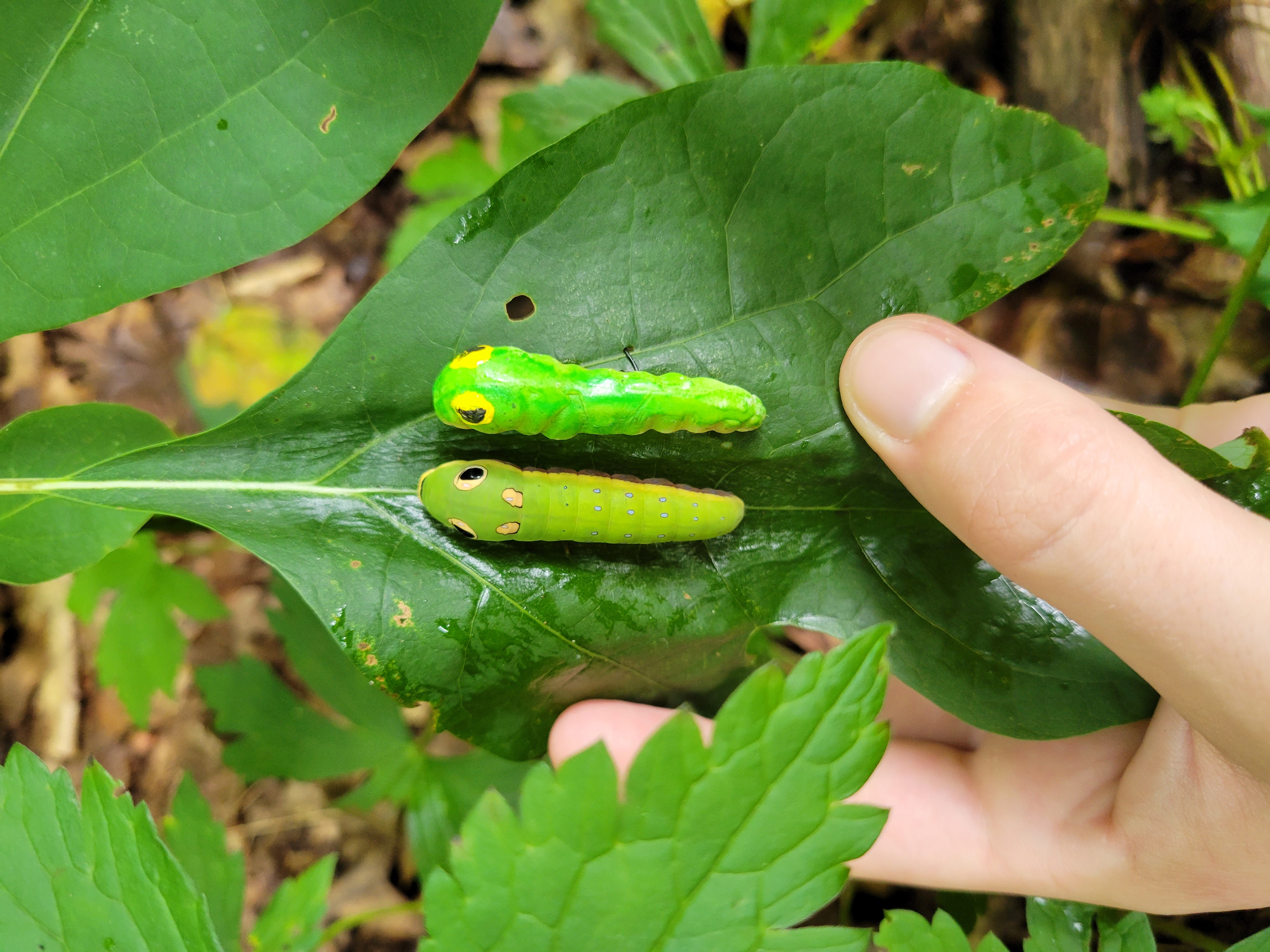 Real and fake (clay) spicebush swallowtail caterpillar, on sassafras
