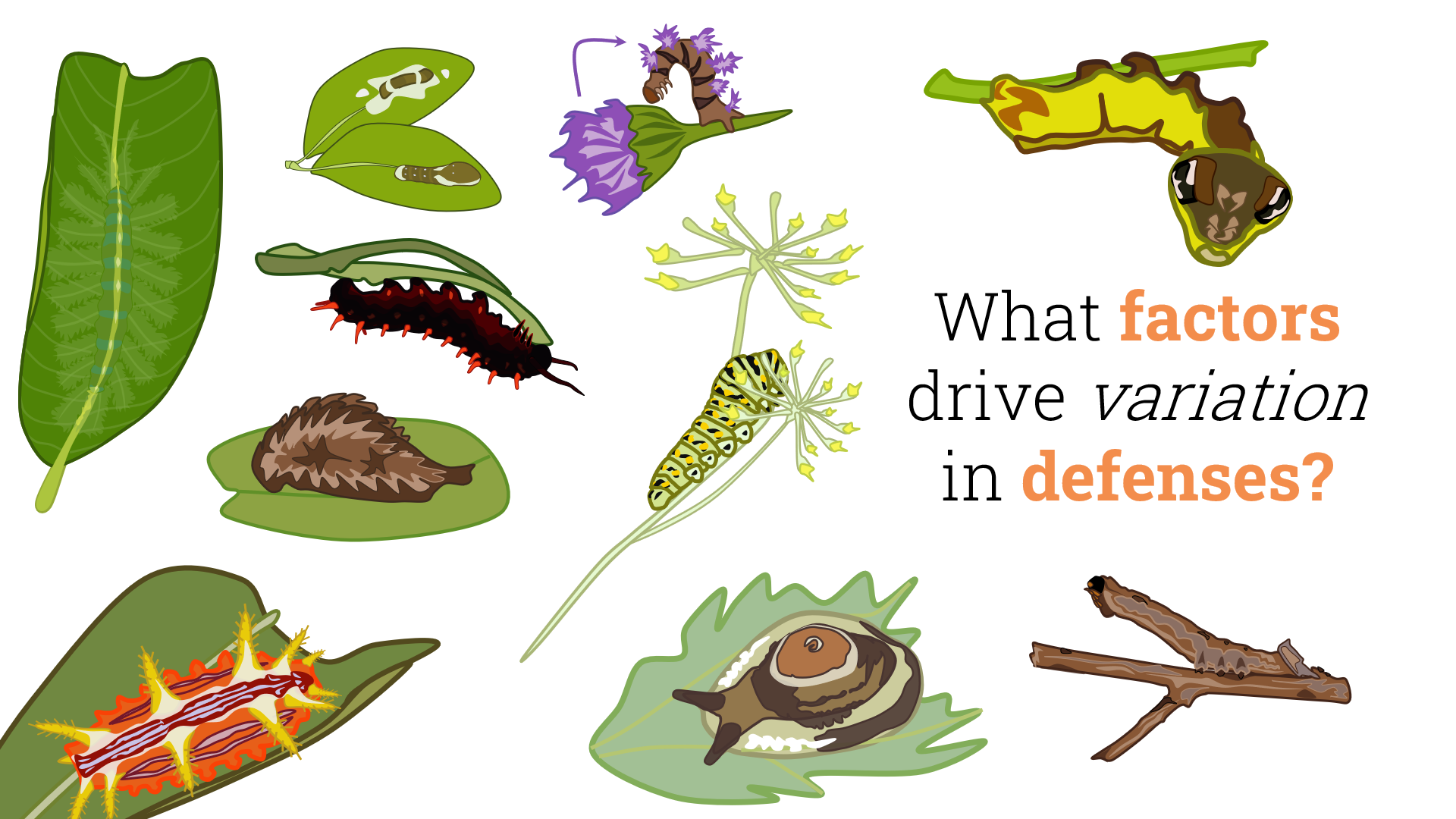 Caterpillar defense variations