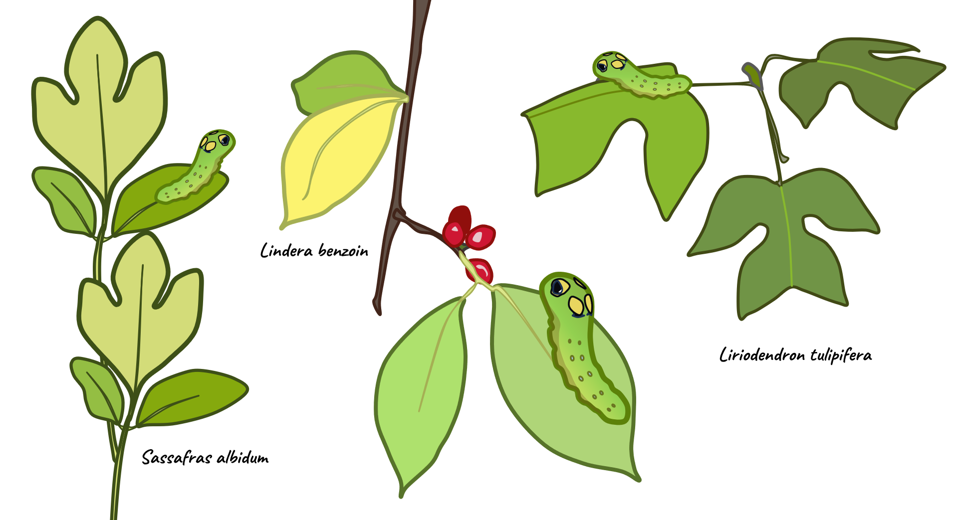Caterpillar habitats illustration