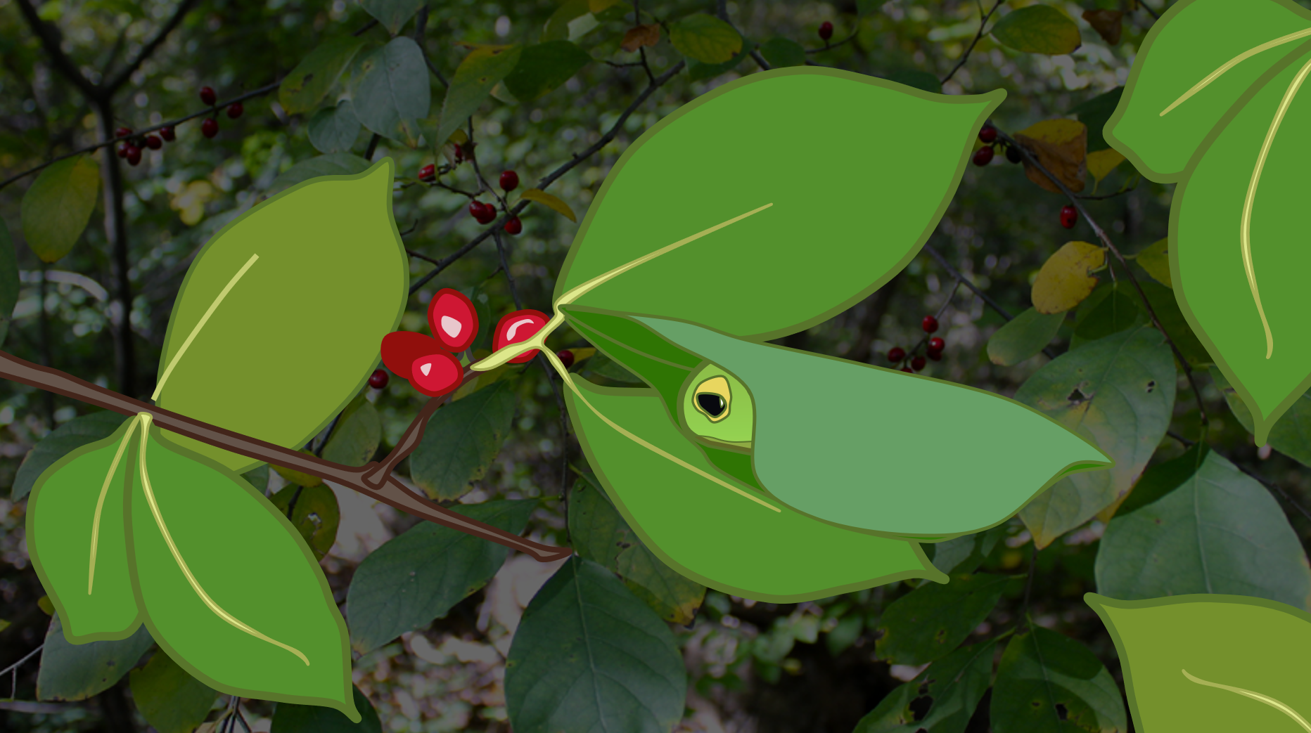 Leaf roll illustration