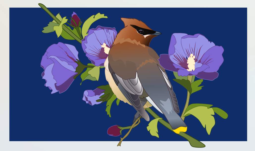 Waxwing bird illustration
