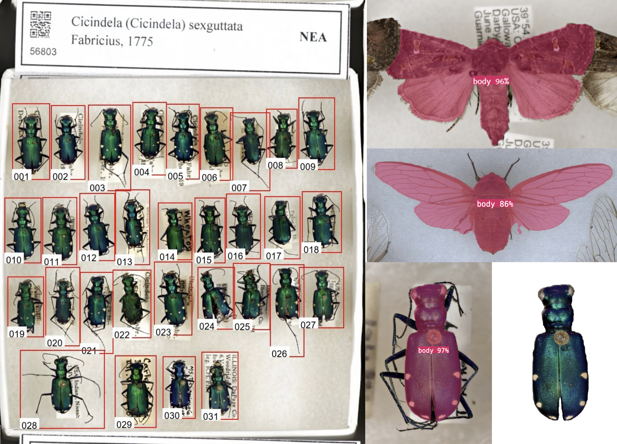 DrawerDissect detection and segmentation models help crop and mask specimens